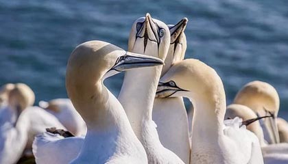 守护巨龙的腐化