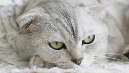 《Clair Obscur: Expedition 33》玩家花费8小时击败最终BOSS