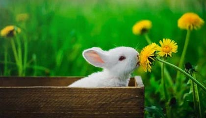 2025年冬幕节礼物(剧透)